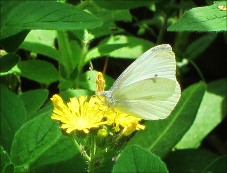 Adirondack Butterflies:   Cabbage White (16 June 2012)